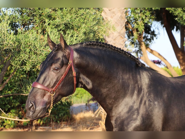 PRE Mix Stallion 6 years 15,2 hh Black in Madrid