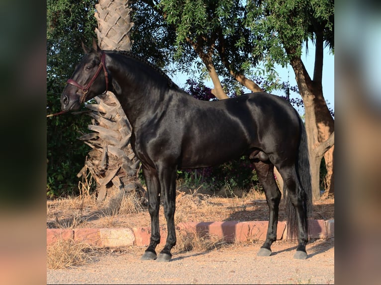 PRE Mix Stallion 6 years 15,2 hh Black in Madrid