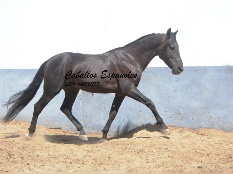 PRE Stallion 6 years 15,2 hh Black in Vejer de la Frontera