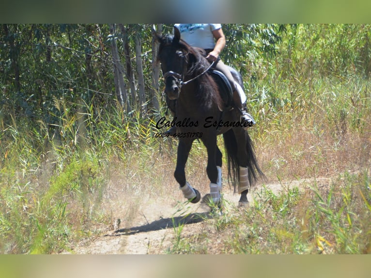 PRE Stallion 6 years 15,2 hh Black in Vejer de la Frontera