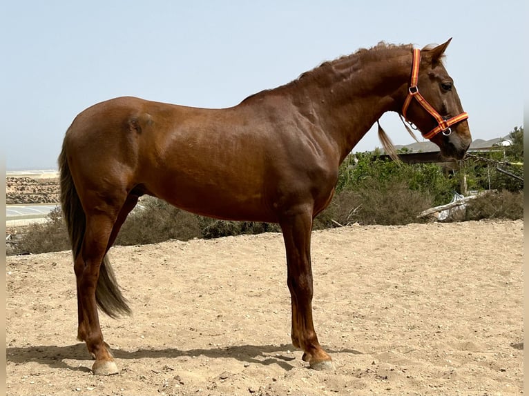 PRE Stallion 6 years 15,2 hh Chestnut in Almeria