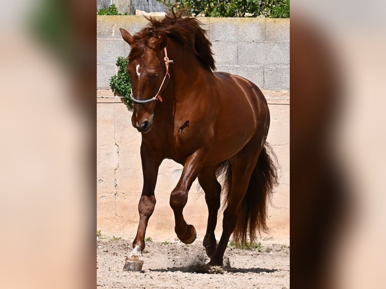 PRE Stallion 6 years 15.2 hh Chestnut-Red in Mallorca
