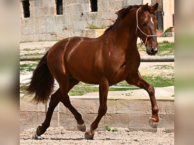 PRE Stallion 6 years 15.2 hh Chestnut-Red in Mallorca