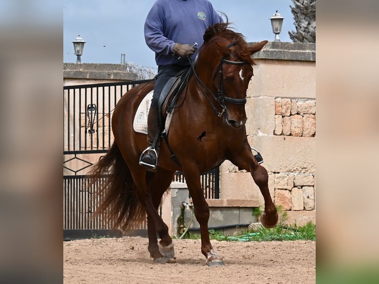 PRE Stallion 6 years 15.2 hh Chestnut-Red in Mallorca