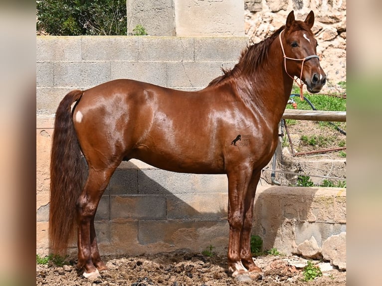 PRE Stallion 6 years 15.2 hh Chestnut-Red in Mallorca
