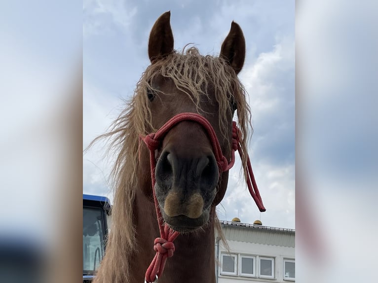 PRE Stallion 6 years 15,2 hh Chestnut-Red in Stahnsdorf