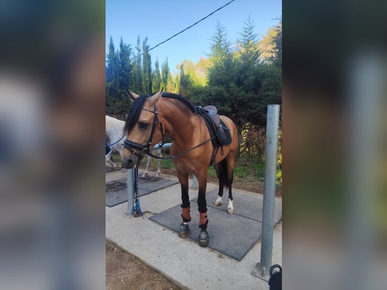 PRE Mix Stallion 6 years 15.2 hh Dun in Gava