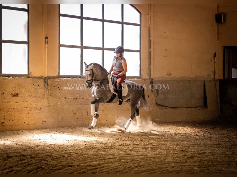 PRE Stallion 6 years 15,2 hh Gray-Blue-Tan in Rafelguaraf