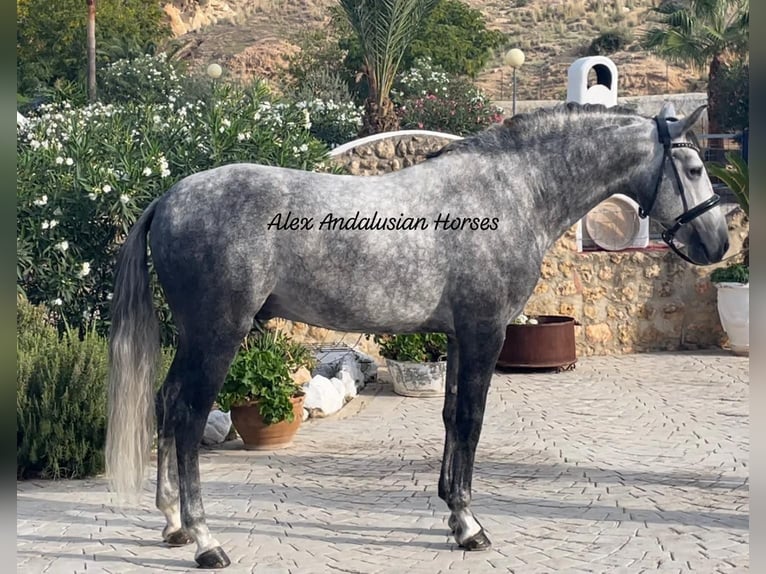 PRE Mix Stallion 6 years 15,2 hh Gray-Dapple in Sevilla