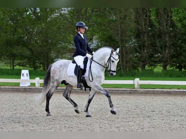 PRE Stallion 6 years 15,2 hh Gray-Dapple in Vinkeveen