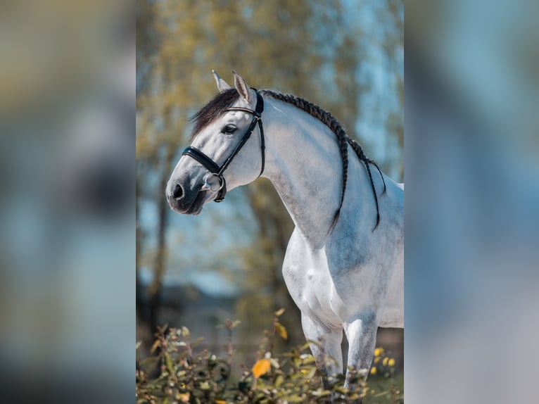 PRE Stallion 6 years 15,2 hh Gray-Dapple in Vinkeveen