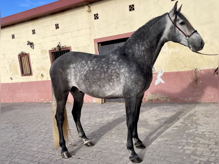 PRE Mix Stallion 6 years 15,2 hh Gray-Dapple in Granollers