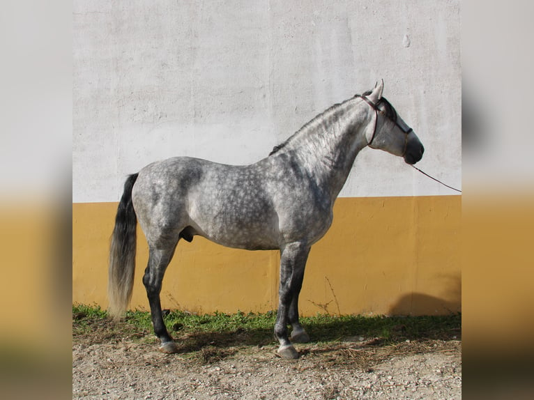 Dark Dapple Grey stallion - The British Association for the Pure