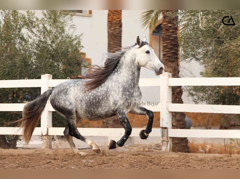 PRE Stallion 6 years 15,2 hh Gray-Dapple in Puerto Lumbreras