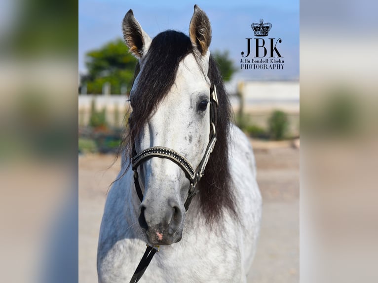 PRE Stallion 6 years 15,2 hh Gray in Tabernas Almeria