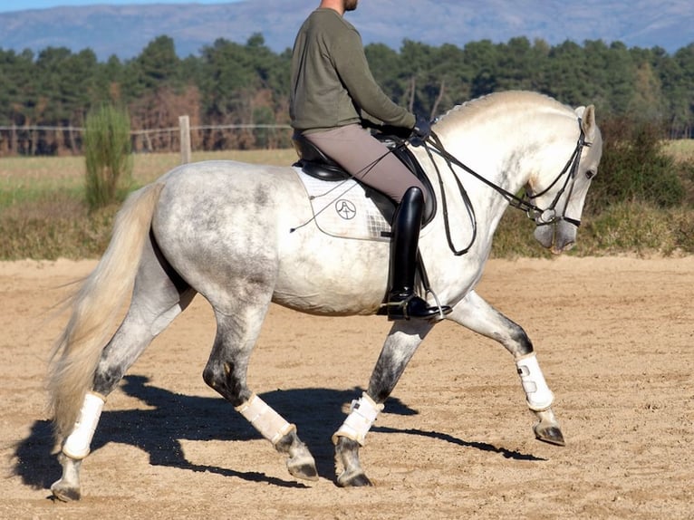 PRE Mix Stallion 6 years 15,2 hh Gray in NAVAS DEL MADRONO