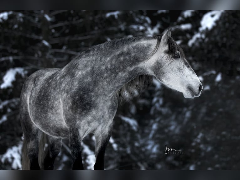 PRE Mix Stallion 6 years 15,2 hh Gray in Herrsching