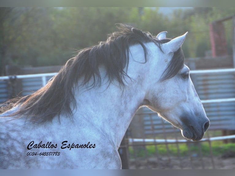 PRE Stallion 6 years 15,2 hh Gray in Vejer de la Frontera