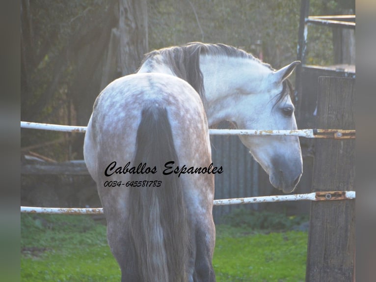 PRE Stallion 6 years 15,2 hh Gray in Vejer de la Frontera