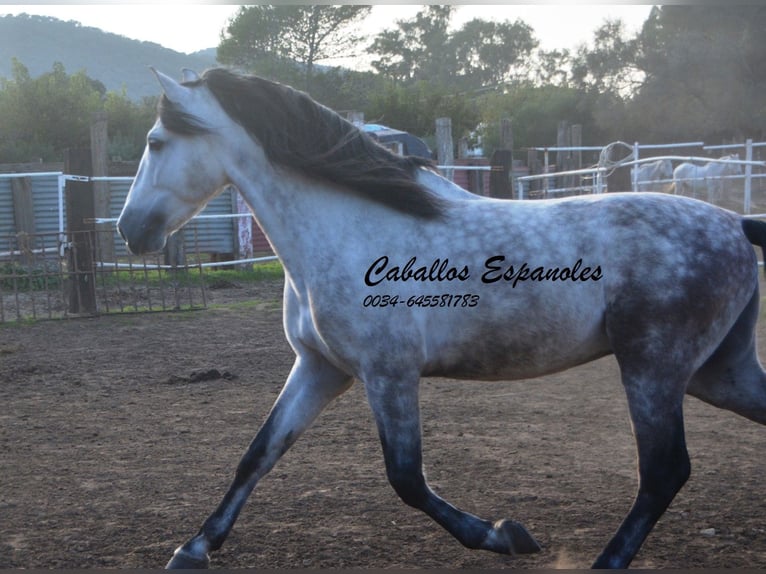 PRE Stallion 6 years 15,2 hh Gray in Vejer de la Frontera