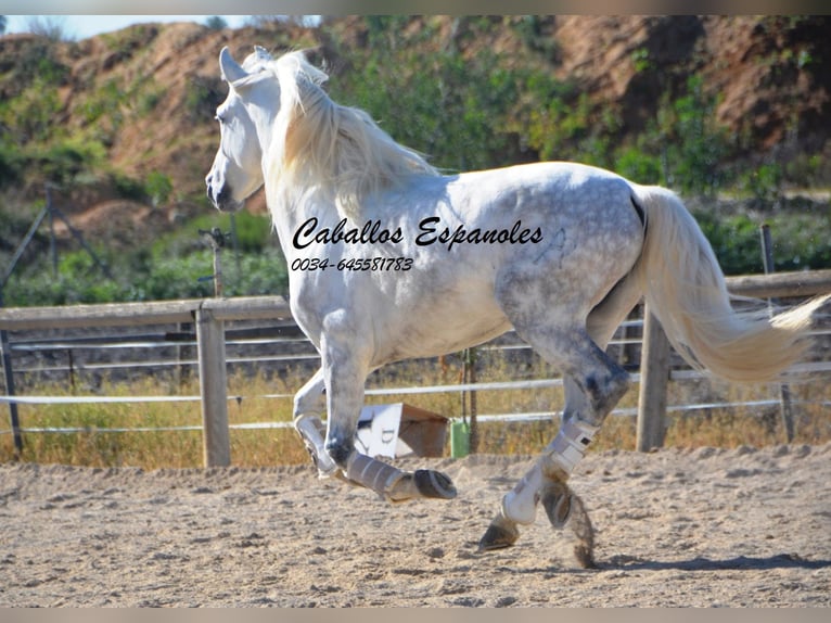 PRE Stallion 6 years 15,2 hh Gray in Vejer de la Frontera