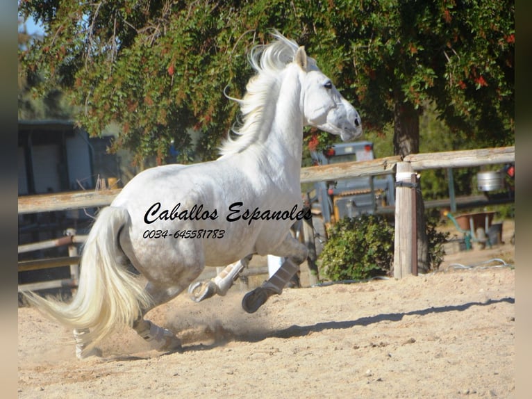 PRE Stallion 6 years 15,2 hh Gray in Vejer de la Frontera