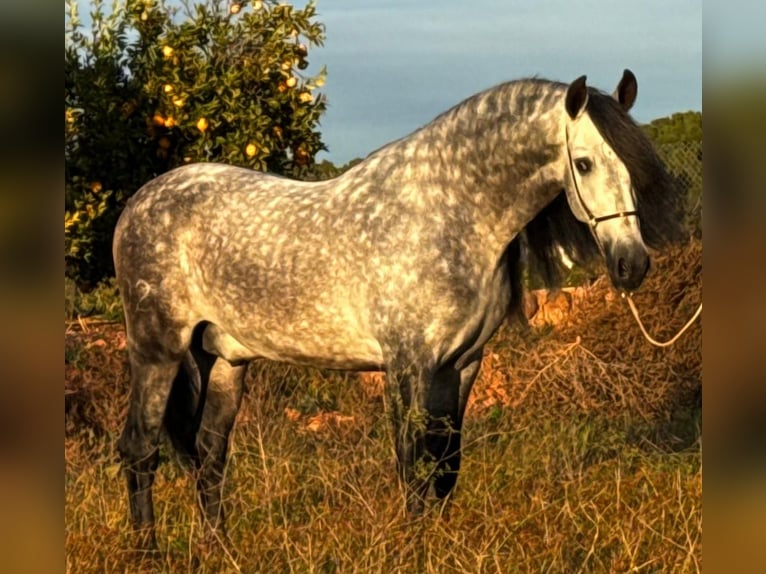PRE Mix Stallion 6 years 15.2 hh Grey-Dapple in Martfeld