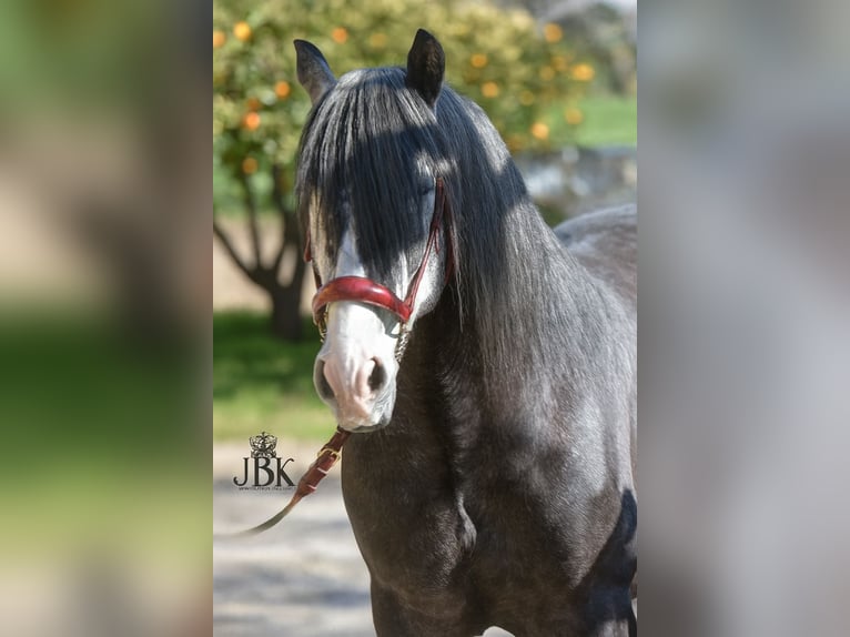 PRE Stallion 6 years 15,2 hh Grey-Dapple in Tabernas Almeria