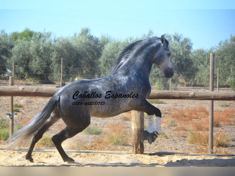 PRE Stallion 6 years 15.2 hh Grey-Dapple in Vejer de la Frontera