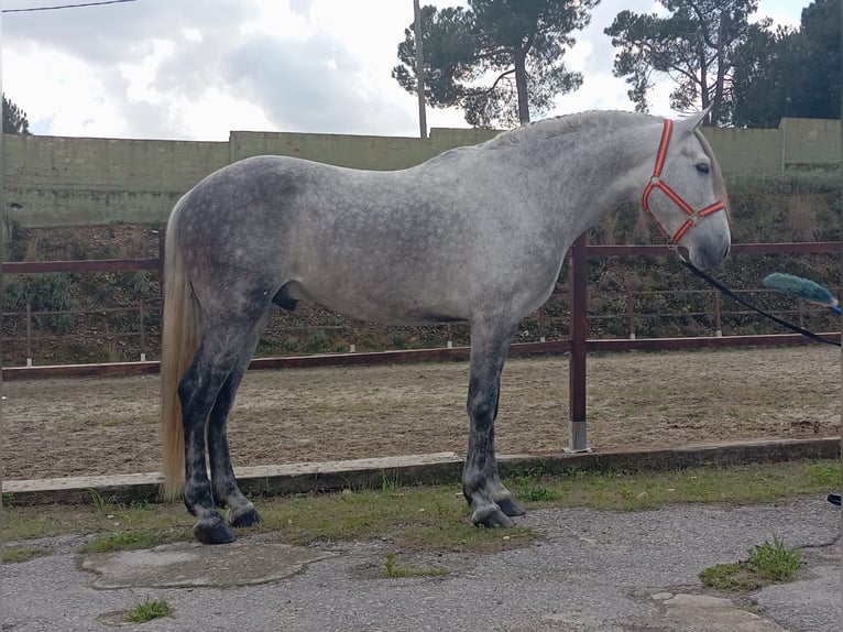 PRE Mix Stallion 6 years 15.2 hh Grey in Terrassa