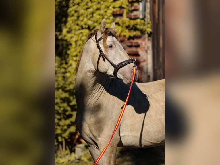 PRE Stallion 6 years 15,2 hh Pearl in Grubditz