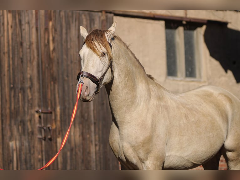 PRE Stallion 6 years 15,2 hh Pearl in Grubditz