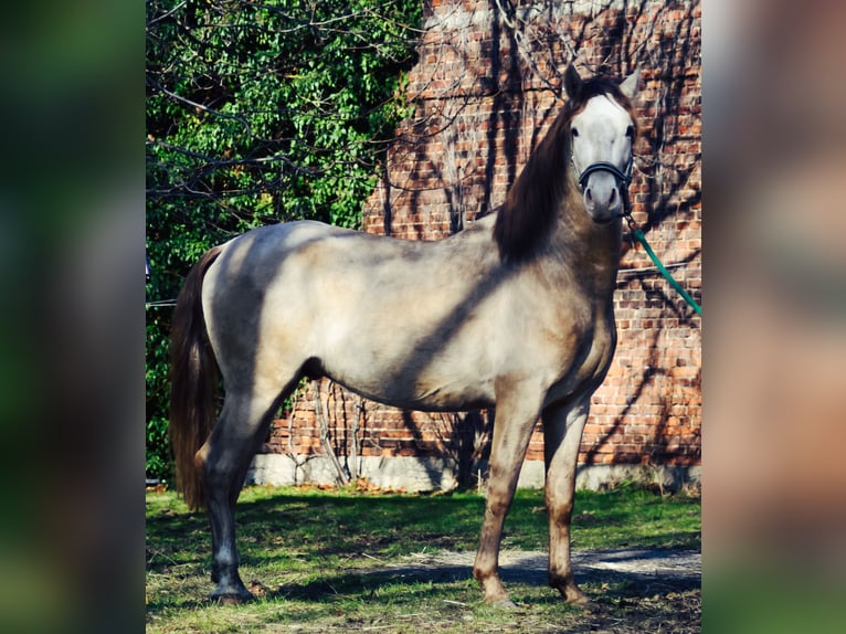 PRE Stallion 6 years 15,2 hh Pearl in Grubditz