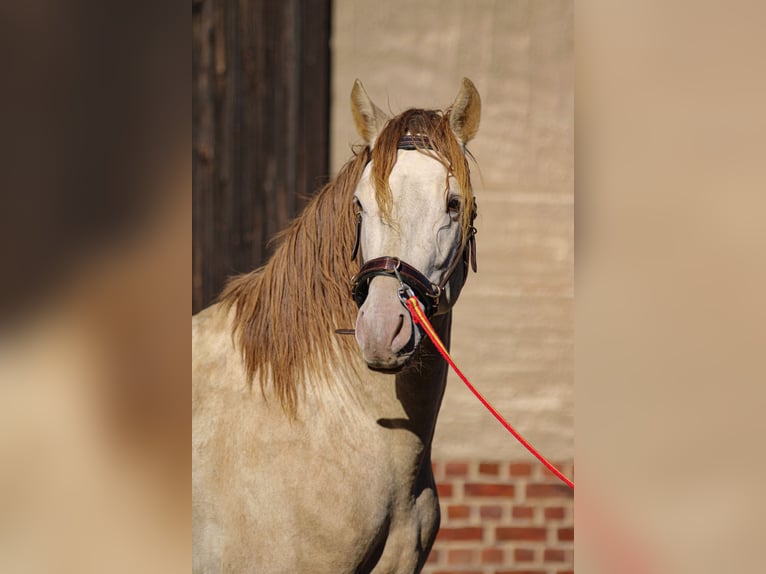 PRE Stallion 6 years 15,2 hh Pearl in Grubditz