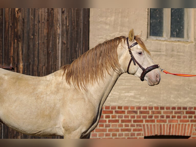 PRE Stallion 6 years 15,2 hh Pearl in Grubditz