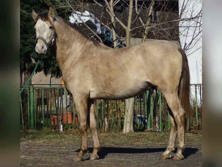 PRE Stallion 6 years 15,2 hh Pearl in Grubditz