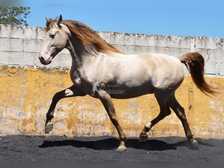 PRE Stallion 6 years 15.2 hh Pearl in Provinz Granada
