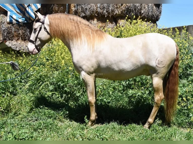 PRE Stallion 6 years 15.2 hh Pearl in Provinz Granada