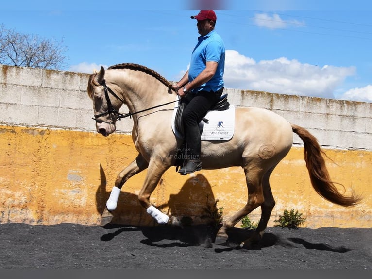 PRE Stallion 6 years 15.2 hh Pearl in Provinz Granada