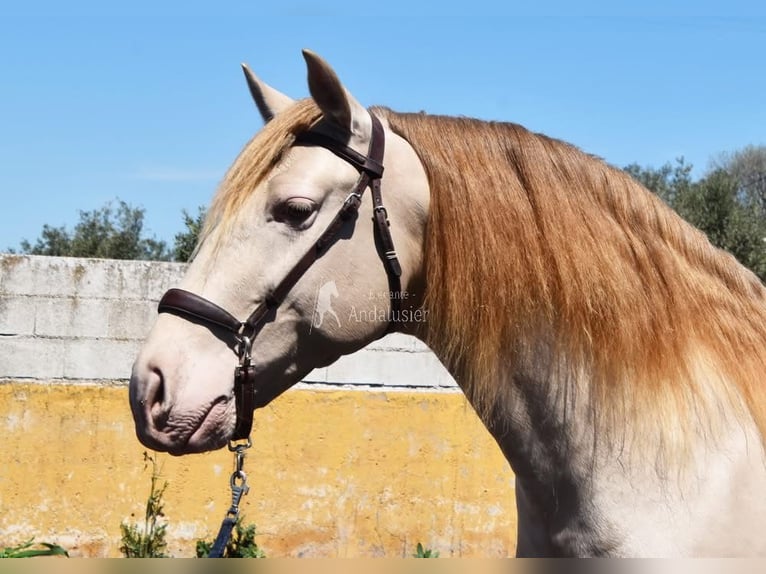 PRE Stallion 6 years 15.2 hh Pearl in Provinz Granada