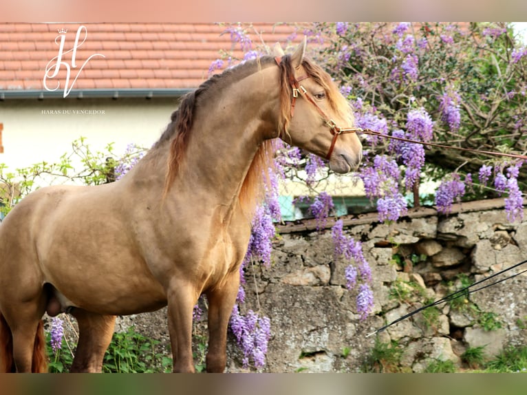 PRE Stallion 6 years 15,2 hh Pearl in Marly-sous-Issy