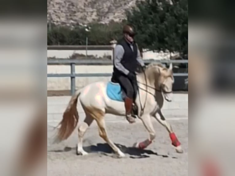 PRE Stallion 6 years 15,2 hh Perlino in Elx/Elche