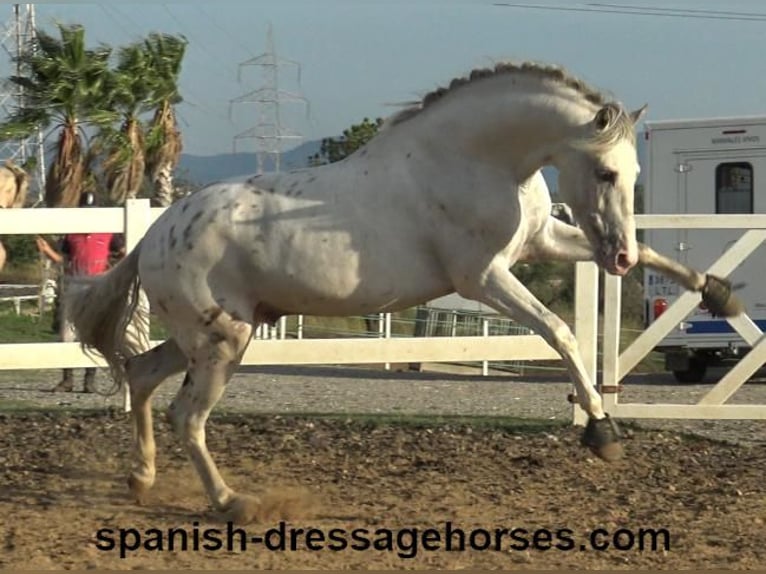 PRE Mix Stallion 6 years 15,2 hh White in Barcelona