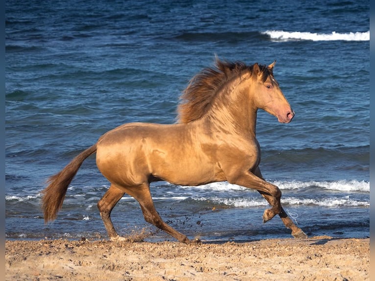 PRE Mix Stallion 6 years 15,3 hh Champagne in Málaga