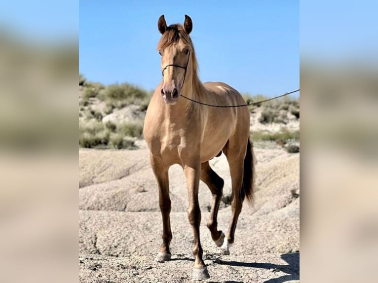 PRE Mix Stallion 6 years 15,3 hh Champagne in Málaga