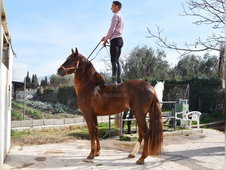 PRE Stallion 6 years 15,3 hh Chestnut-Red in Provinz Granada