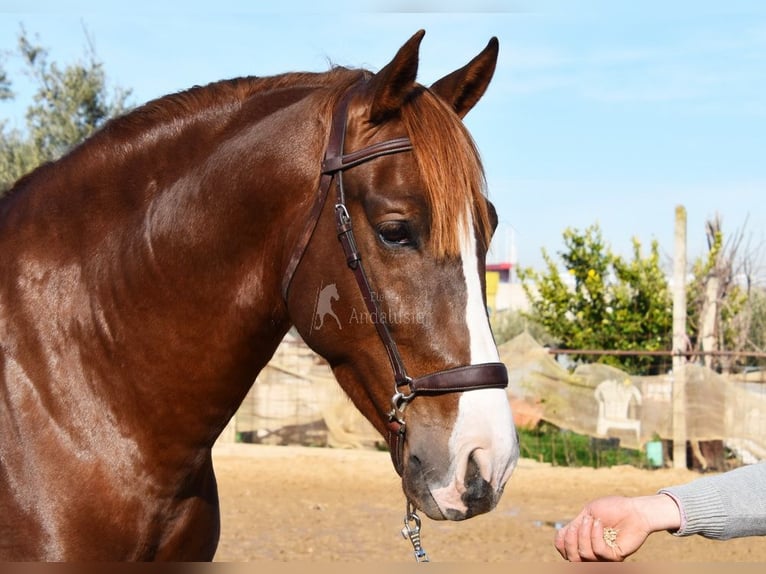 PRE Stallion 6 years 15,3 hh Chestnut-Red in Provinz Granada