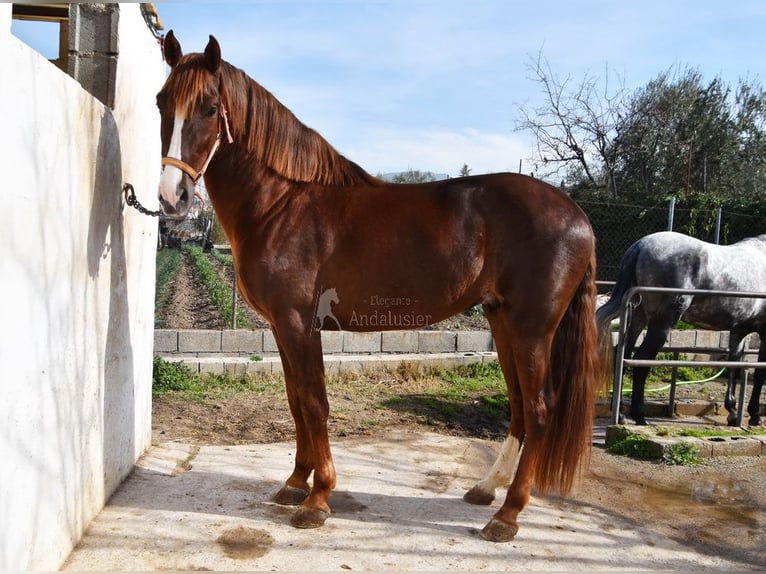 PRE Stallion 6 years 15,3 hh Chestnut-Red in Provinz Granada