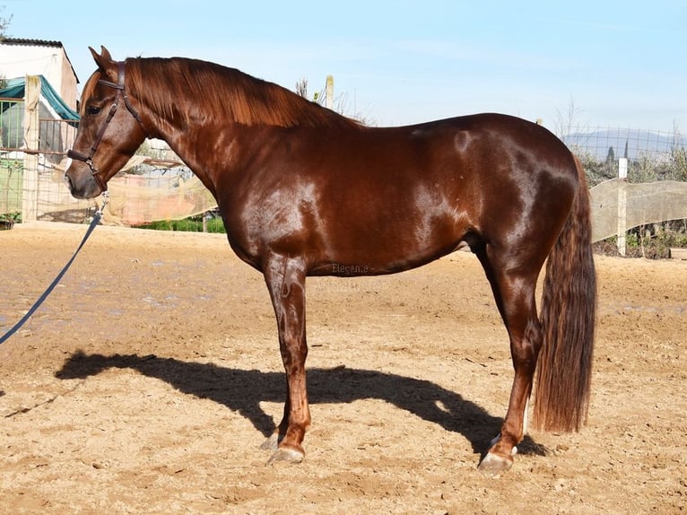 PRE Stallion 6 years 15,3 hh Chestnut-Red in Provinz Granada