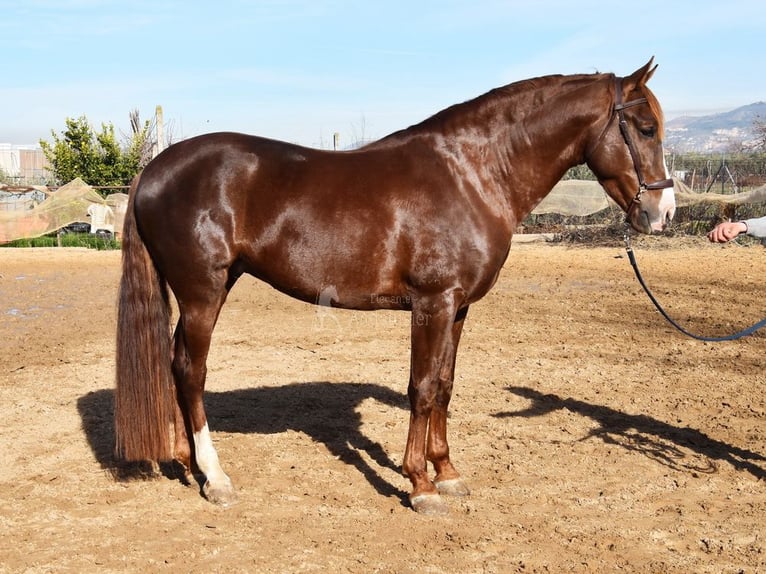 PRE Stallion 6 years 15,3 hh Chestnut-Red in Provinz Granada